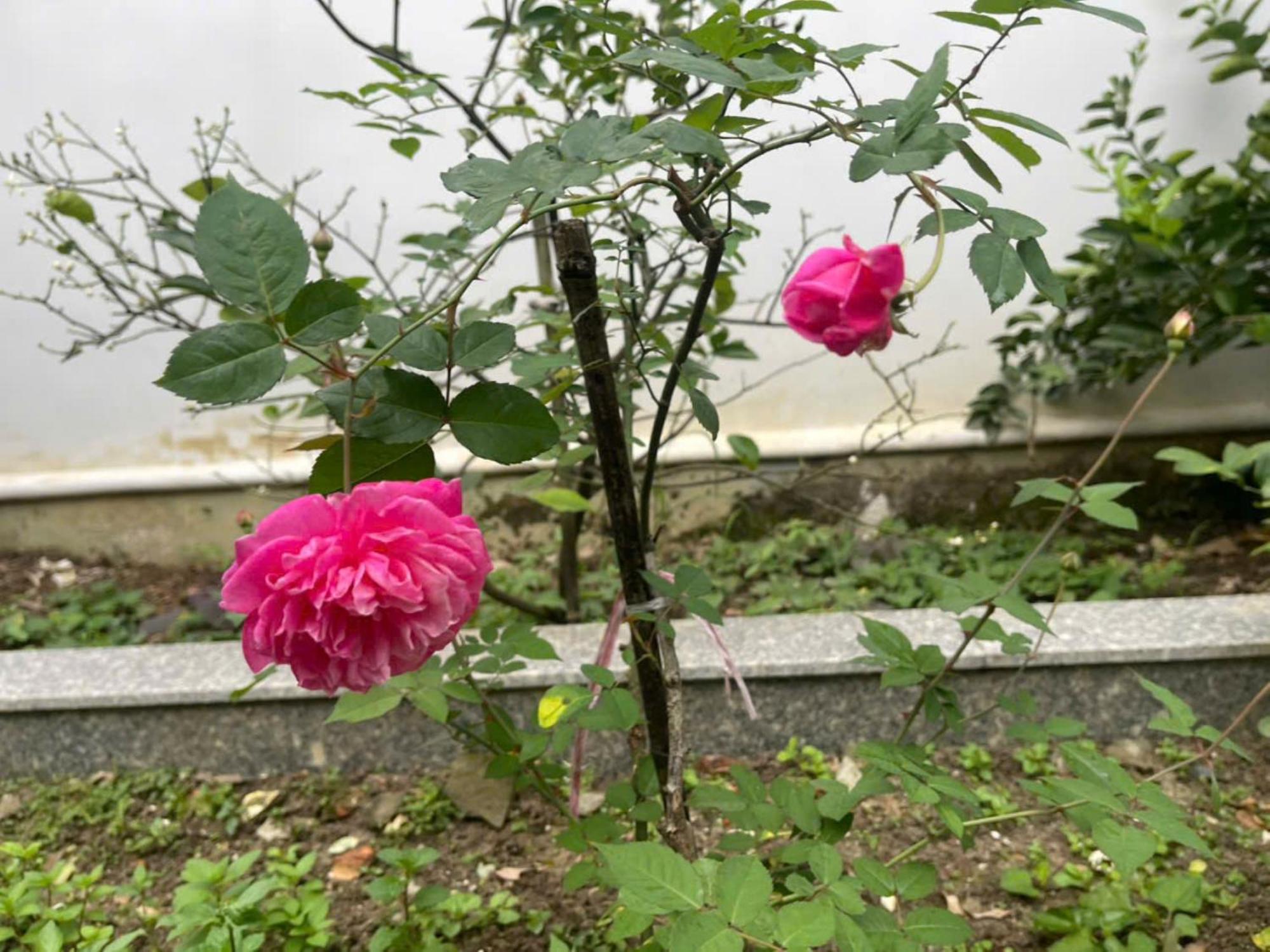הואה Nhat Long Homestay מראה חיצוני תמונה